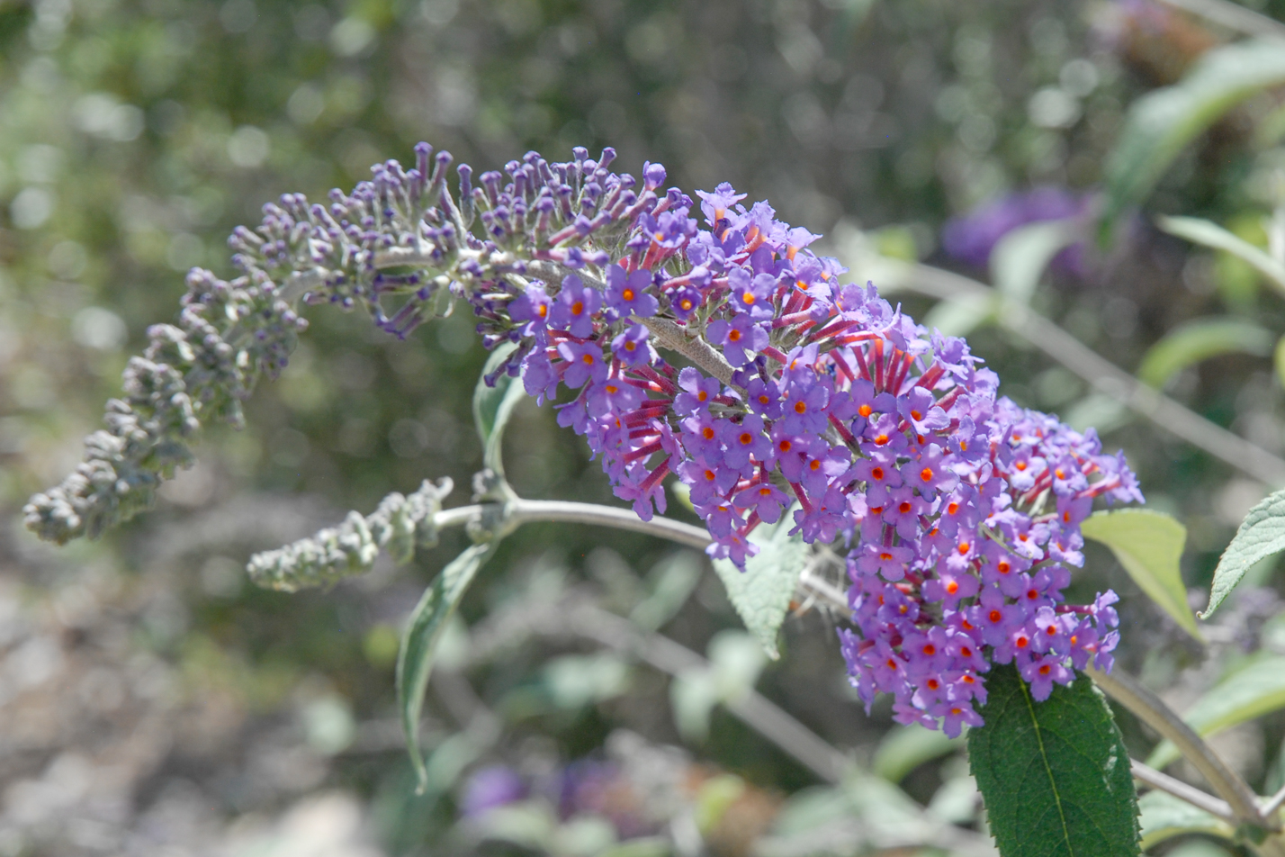 Butterfly Bush